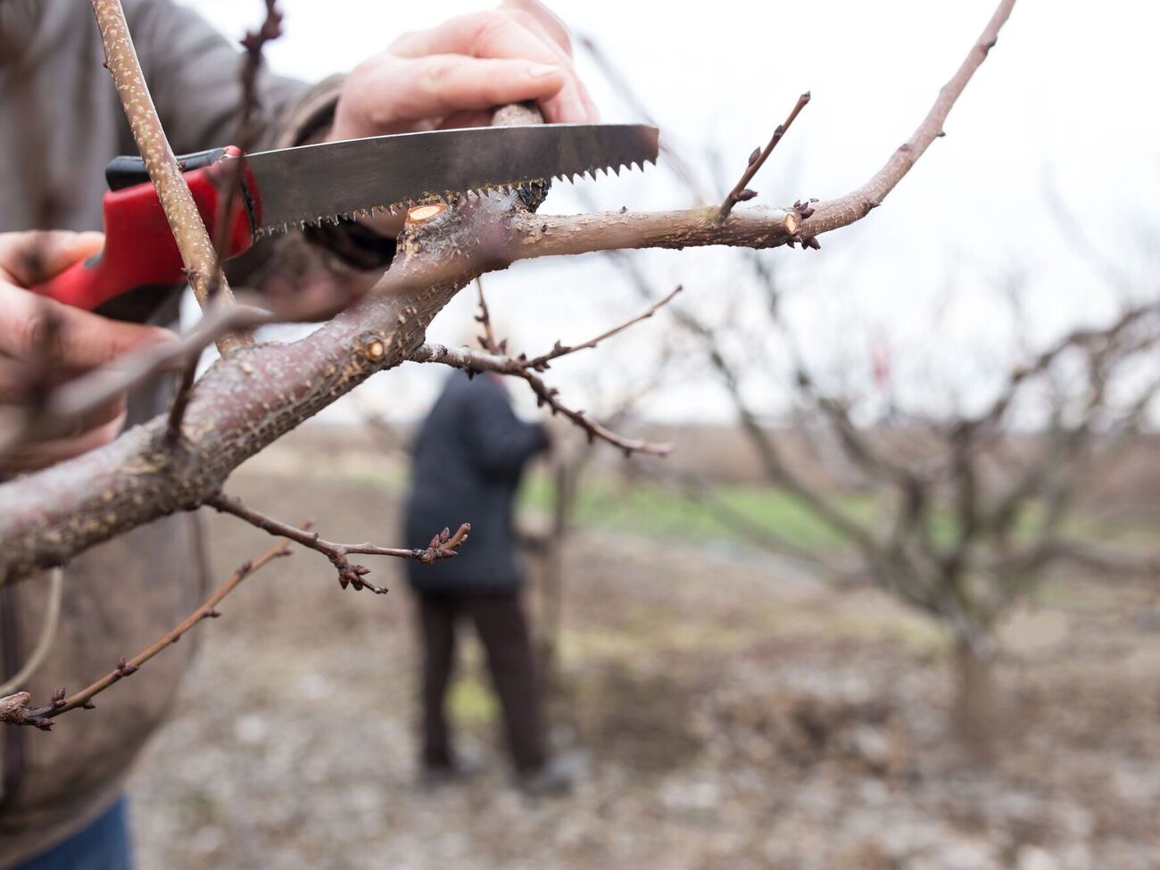 Ветки можно обрезать после морозов