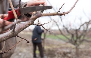 Ветки можно обрезать после морозов