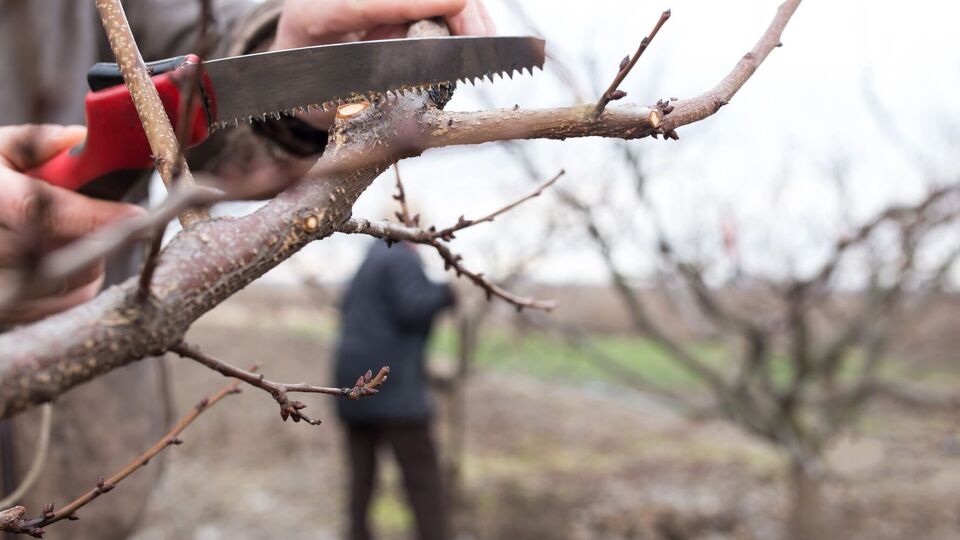 Ветки можно обрезать после морозов