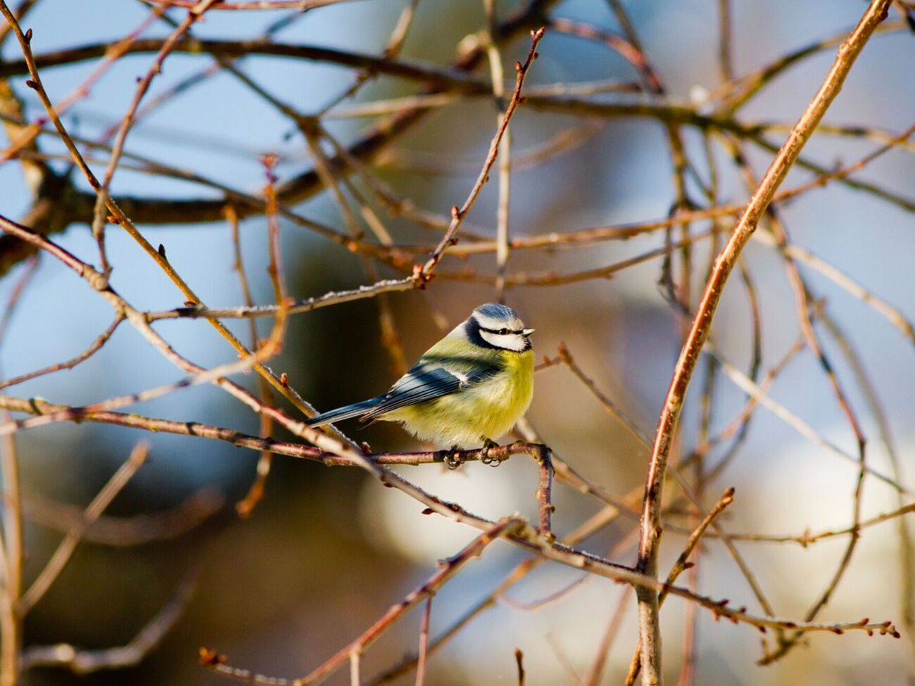 От осмотра деревьев зимой зависит урожай в следующем сезоне