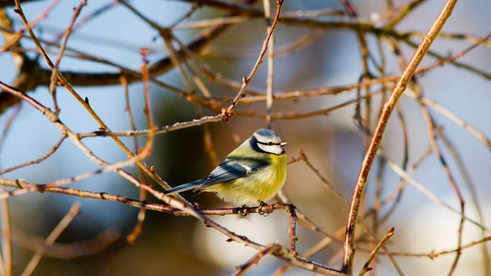 Від огляду дерев узимку залежить урожай наступного сезону
