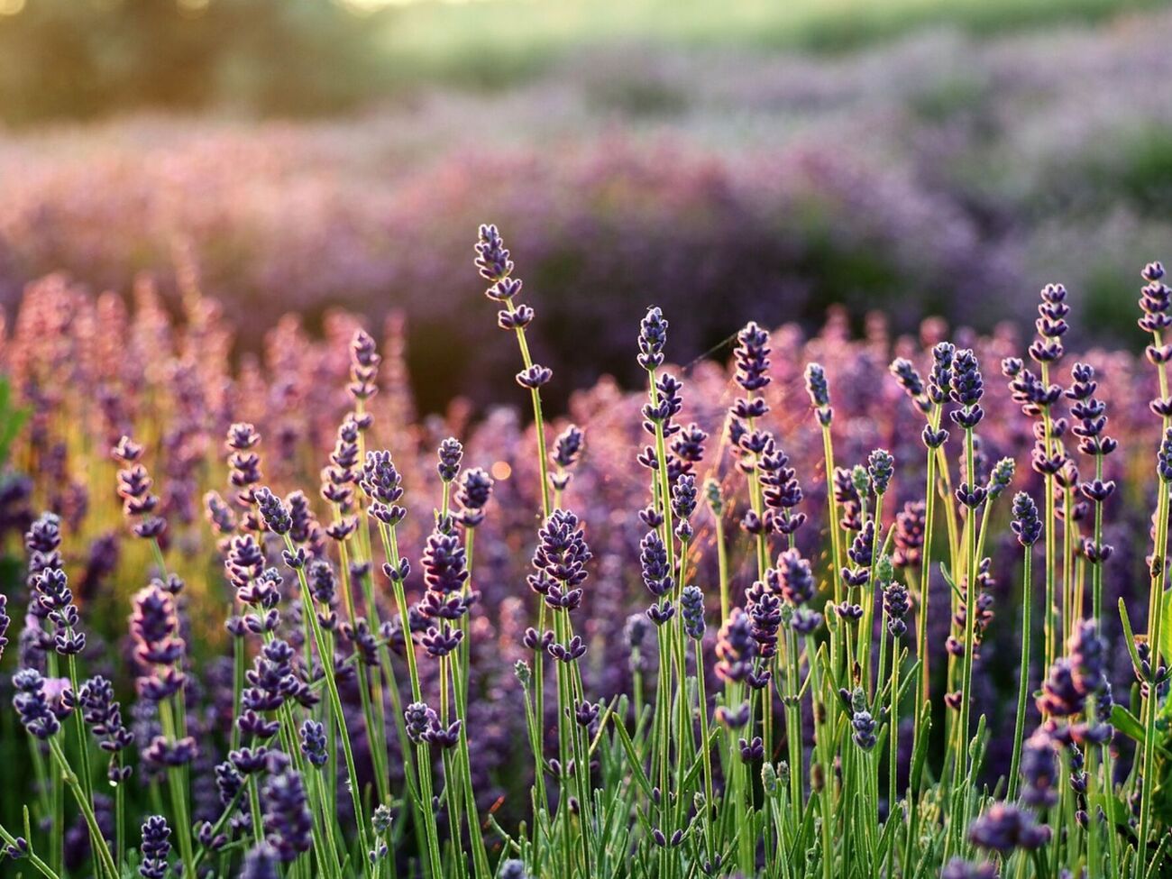 Лаванда не любит соседство с влаголюбивыми растениями