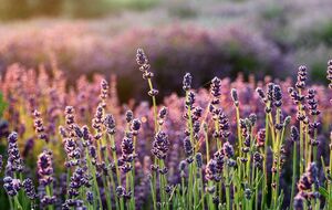 Лаванда не любить сусідство із вологолюбними рослинами