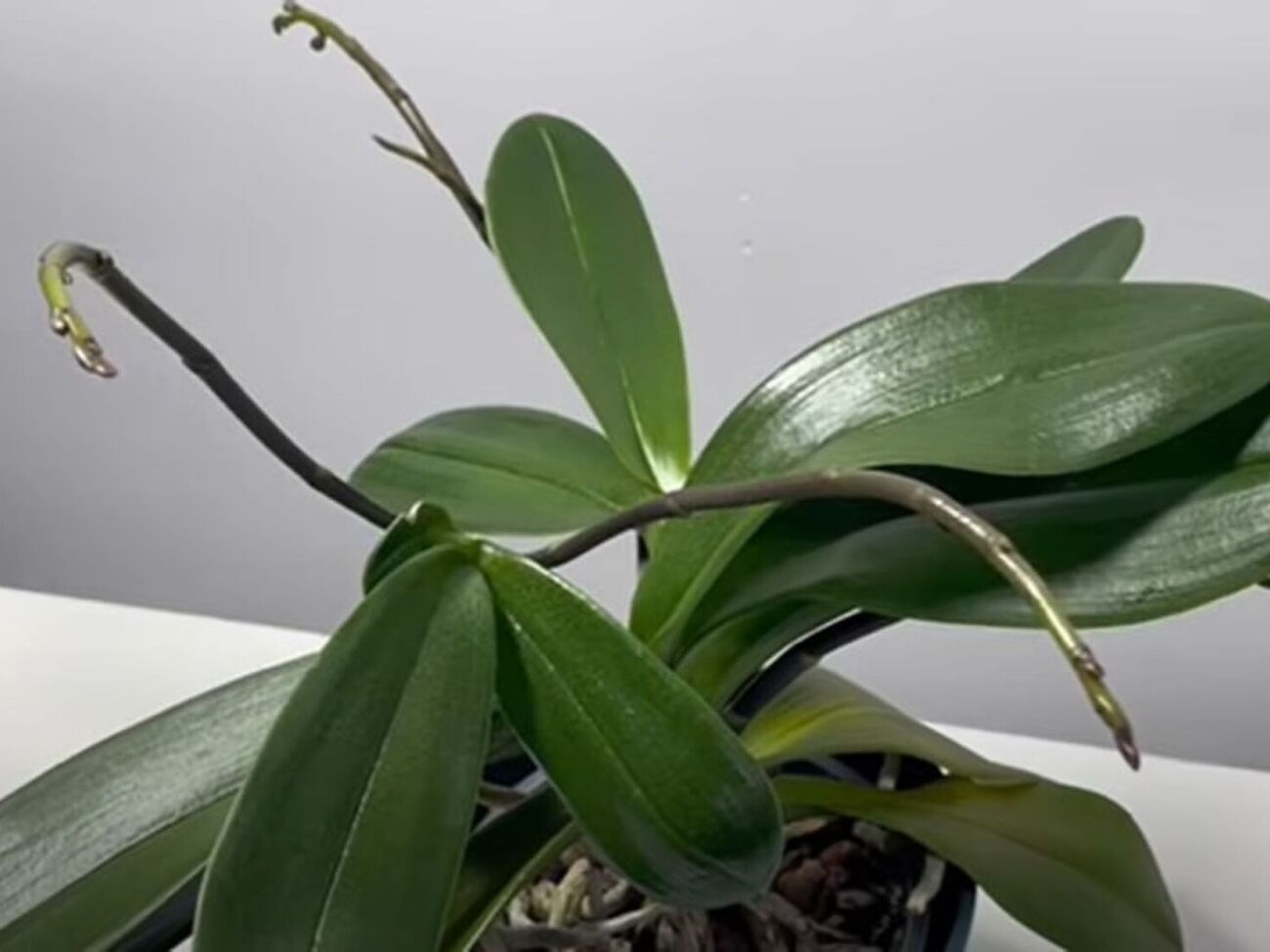 Поливать цветы настоем из банановой кожуры можно раз в месяц