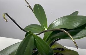 Поливать цветы настоем из банановой кожуры можно раз в месяц