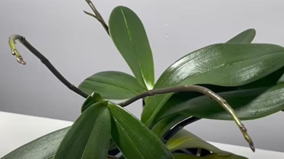 Поливать цветы настоем из банановой кожуры можно раз в месяц