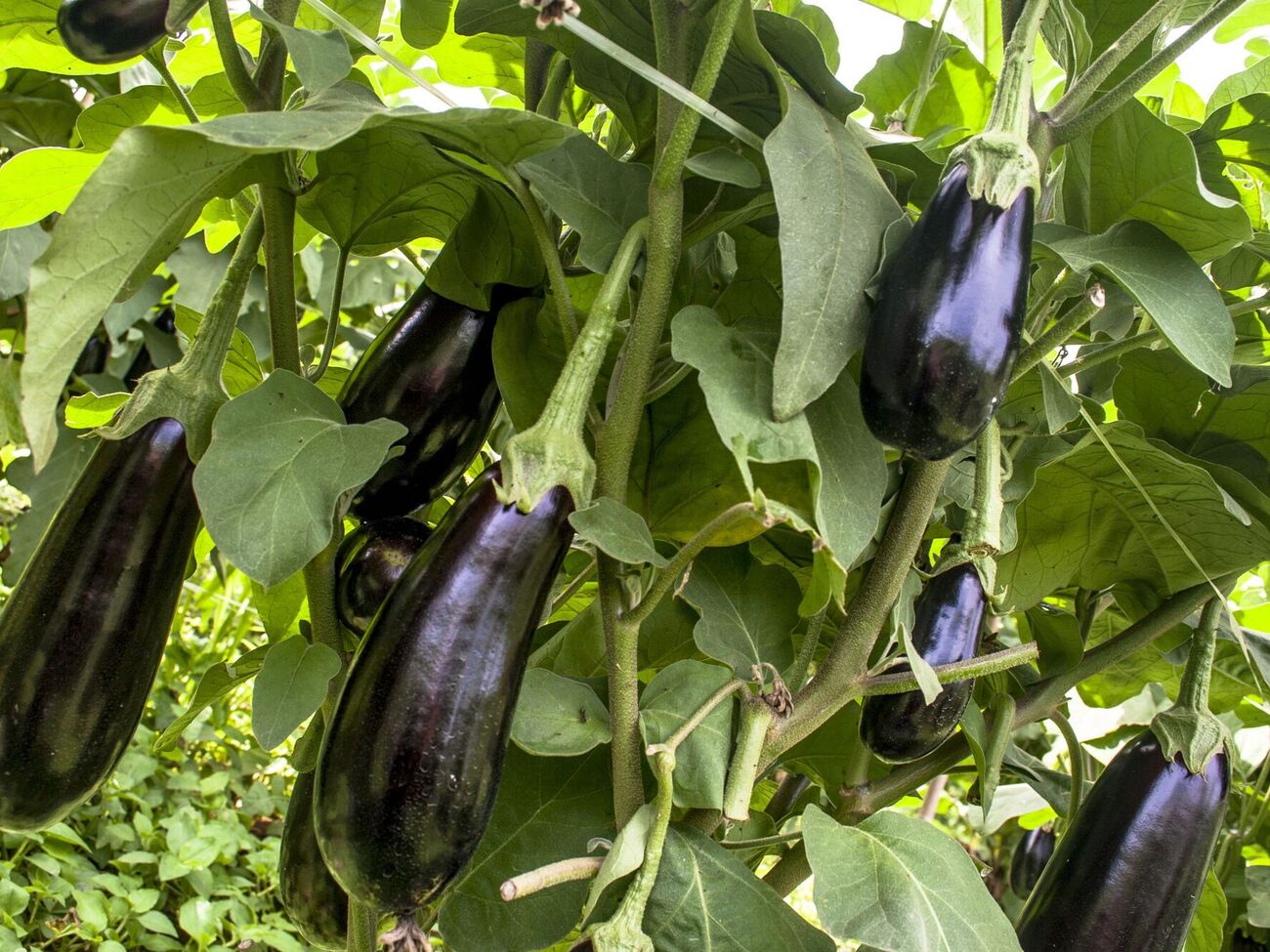 У баклажанов нет плохого соседства