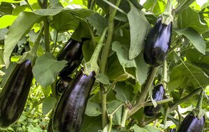 У баклажанов нет плохого соседства