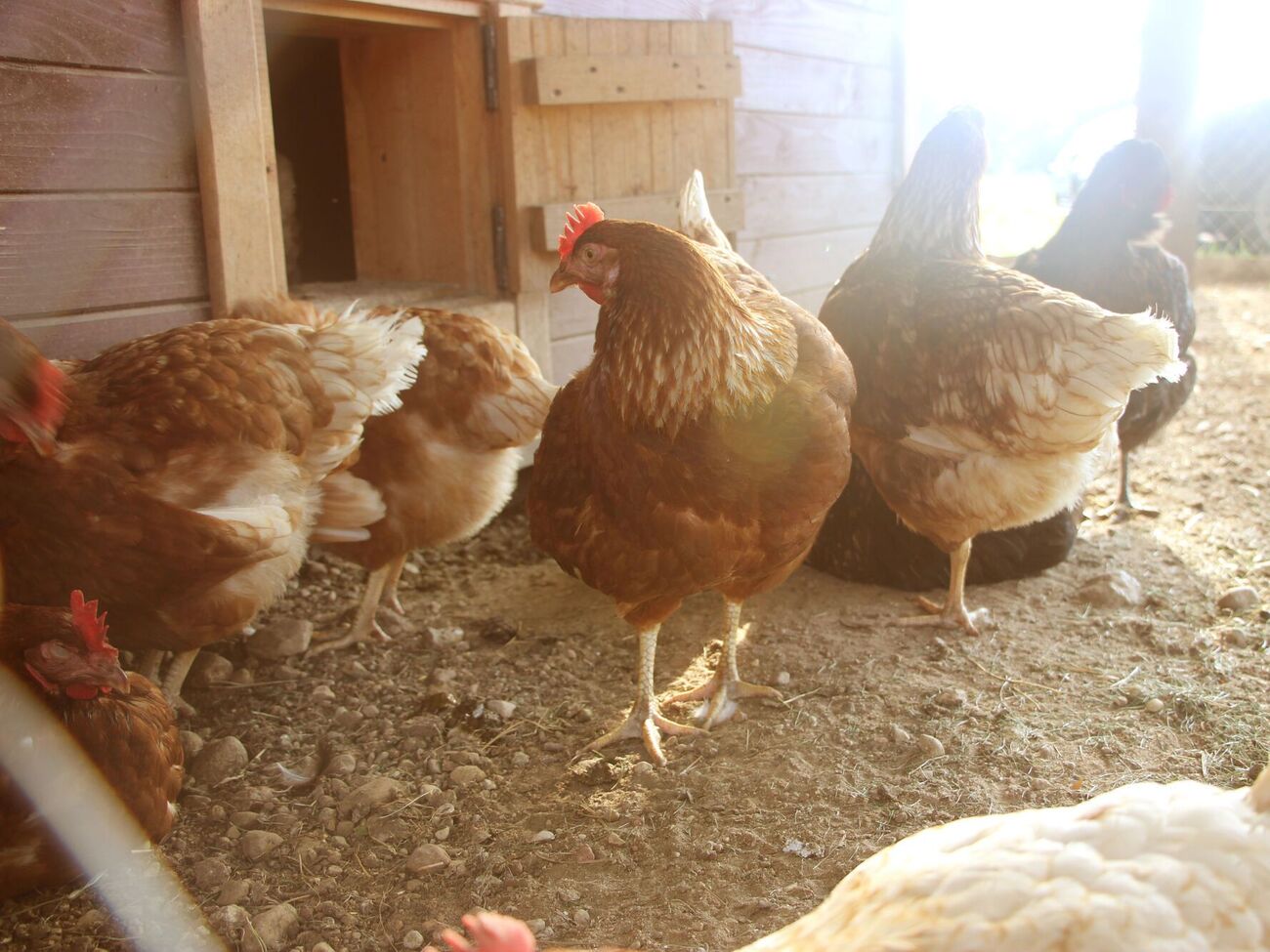 На количество яиц непосредственно влияет рацион куриц