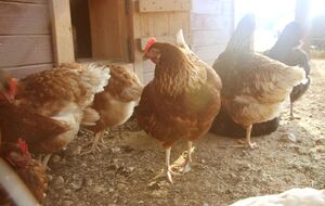 На количество яиц непосредственно влияет рацион куриц