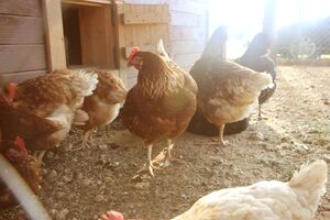 На количество яиц непосредственно влияет рацион куриц