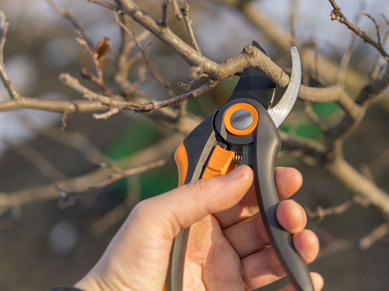 Неправильная обрезка деревьев может им навредить