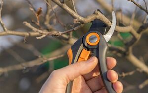 Неправильная обрезка деревьев может им навредить