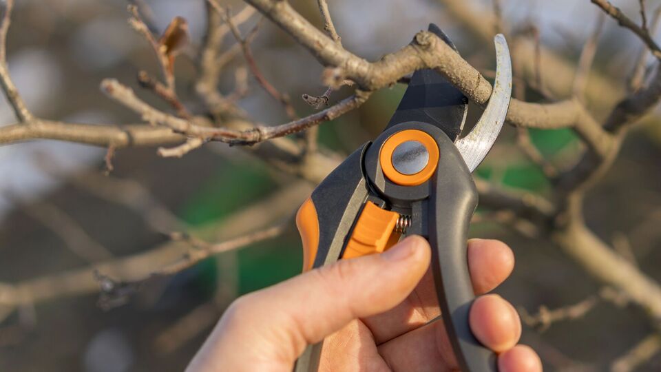 Неправильная обрезка деревьев может им навредить