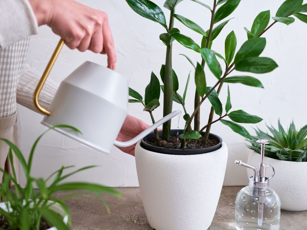 Лавровый лист не только подпитывает растения, но и действует как антисептик