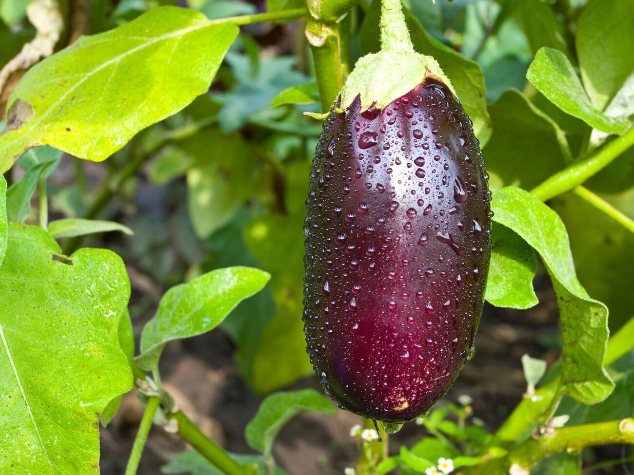 Насіння баклажанів перед сіянням потрібно замочити на 30 хвилин у теплій воді