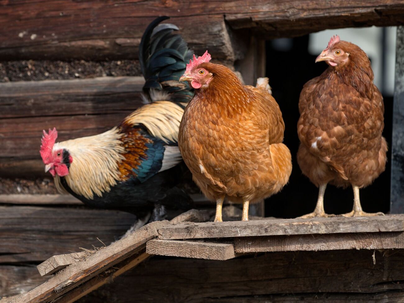 Паразиты в курятнике – распространенное явление, особенно в условиях повышенной влажности или несвоевременной уборки