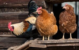 Паразиты в курятнике – распространенное явление, особенно в условиях повышенной влажности или несвоевременной уборки