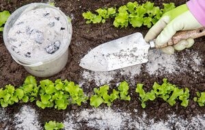 Древесная зола может навредить