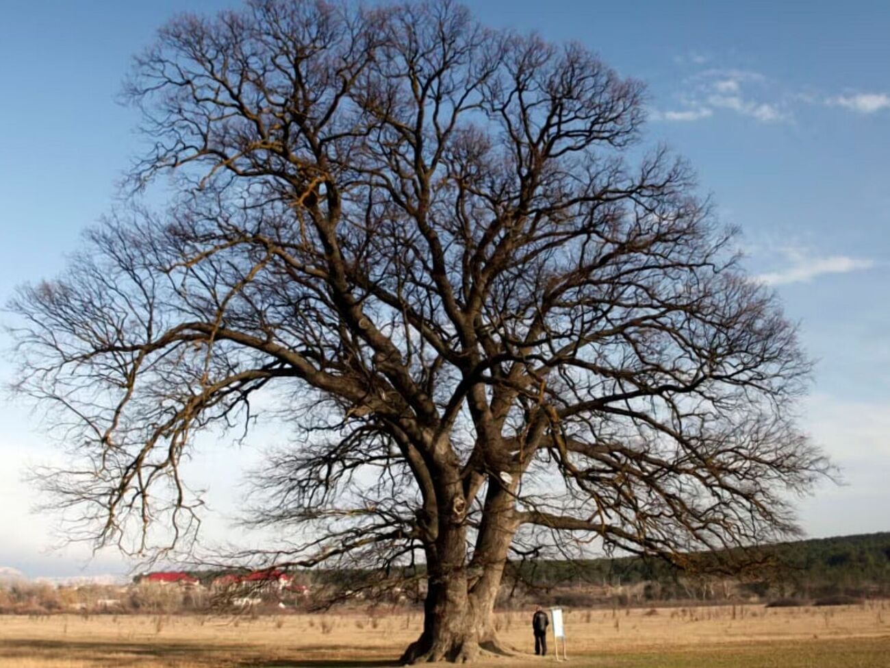 Дуб "Четыре брата" в Белогорске