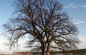 Дуб "Четыре брата" в Белогорске