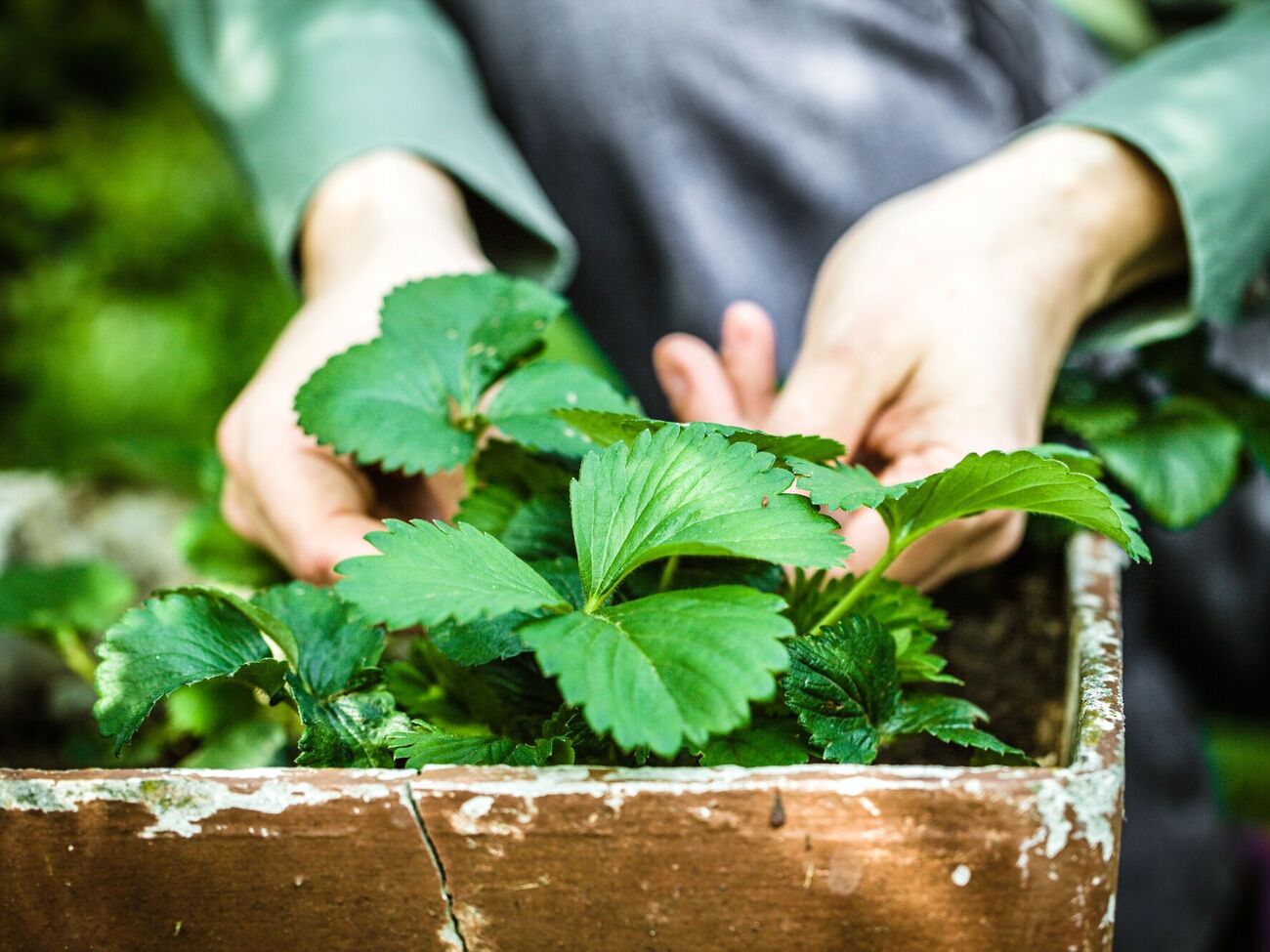 Клубника хорошо реагирует и на минеральные, и на органические удобрения