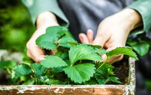 Клубника хорошо реагирует и на минеральные, и на органические удобрения