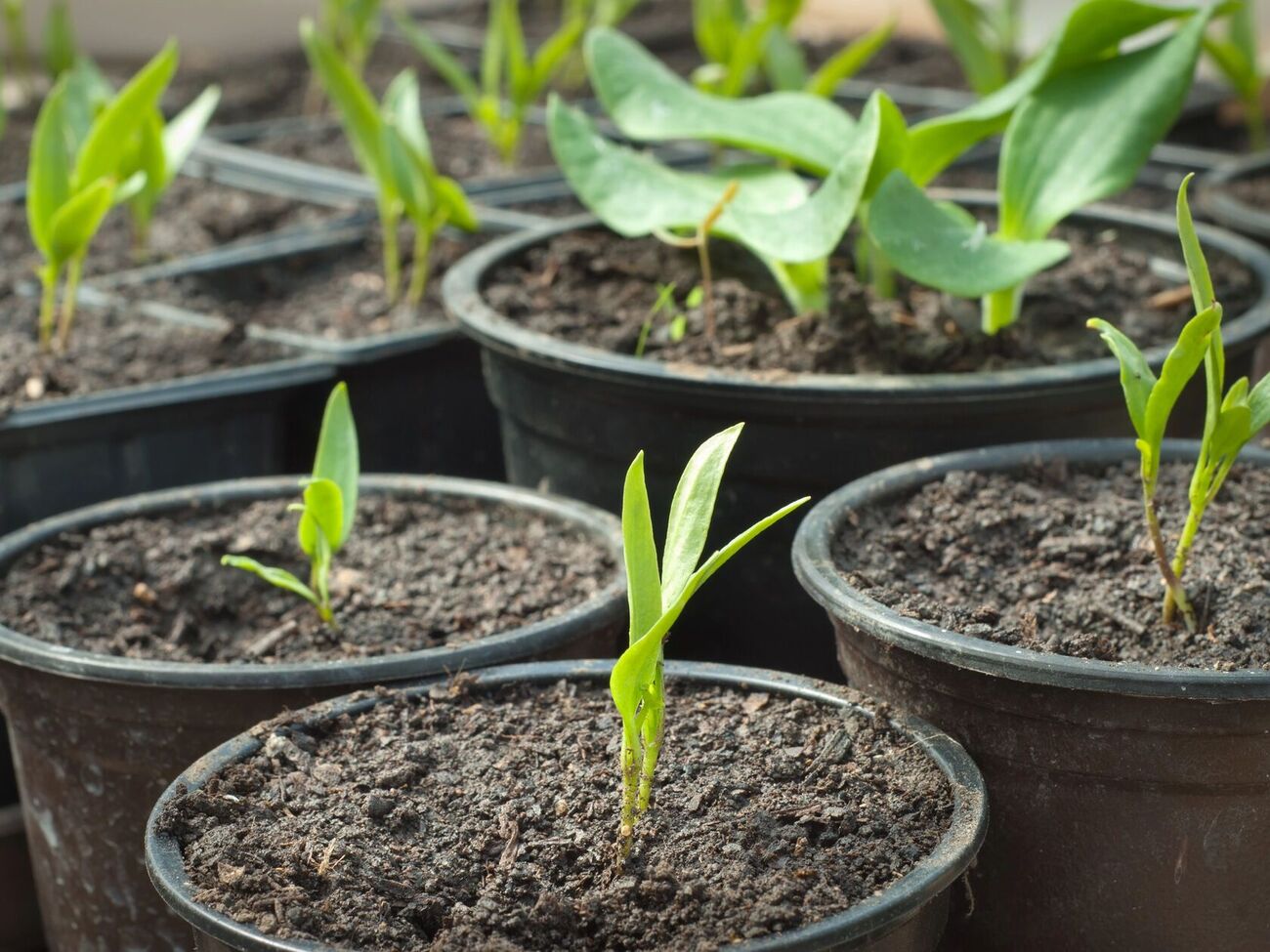 После появления всходов емкости переносят в светлое место