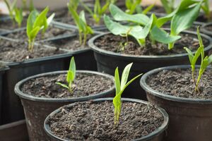 Після появи сходів ємності переносять у світле місце
