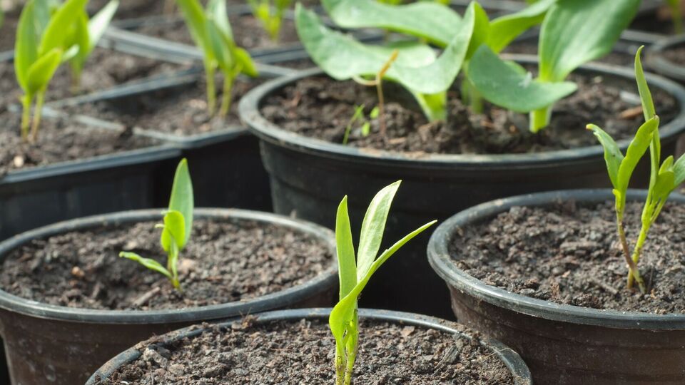 После появления всходов емкости переносят в светлое место