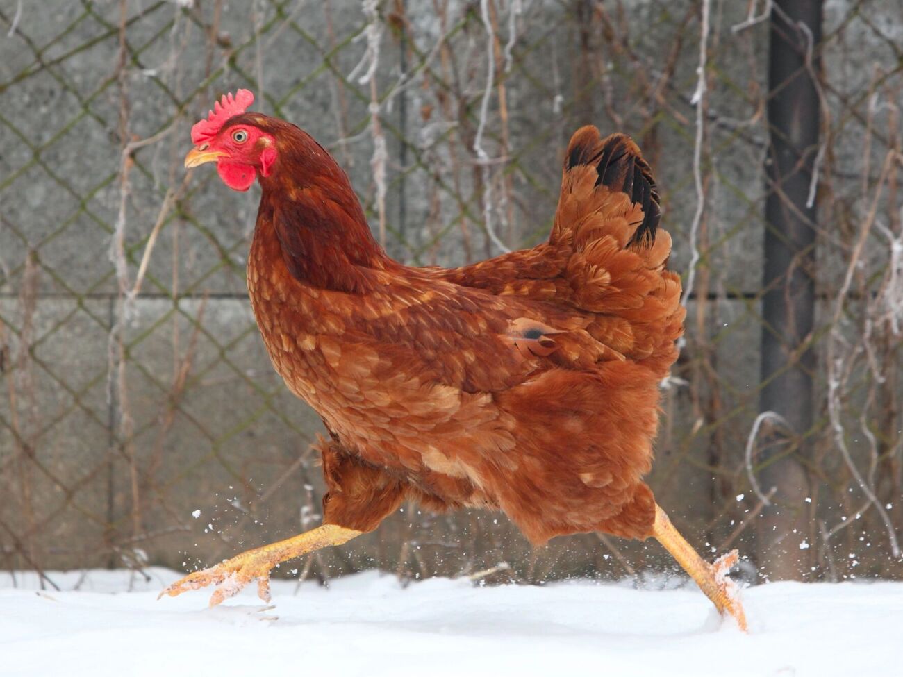 Узимку додайте до раціону курей зерно, білкові корми, а також овочі