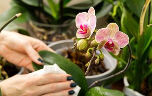 Этот продукт из супермаркета поможет спасти орхидею, которая начала портиться