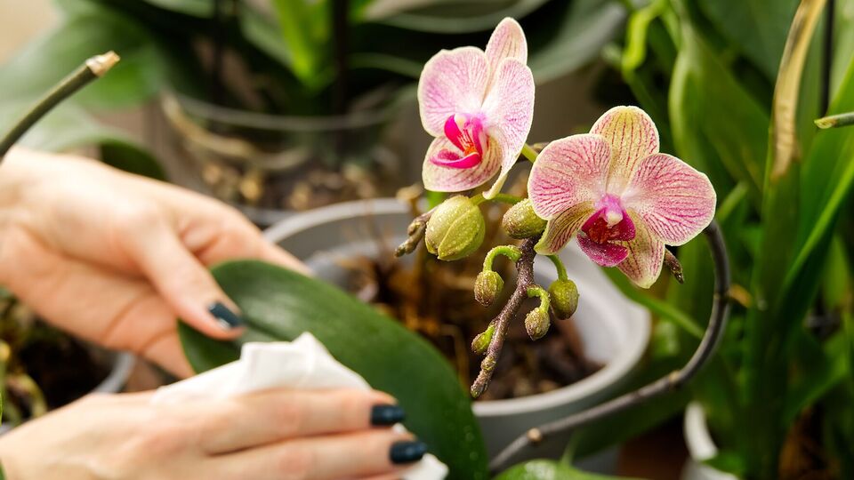 Этот продукт из супермаркета поможет спасти орхидею, которая начала портиться