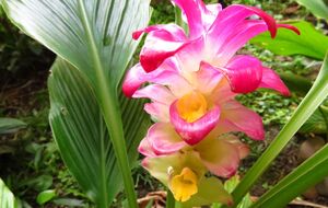 Куркума полезна и красиво цветет