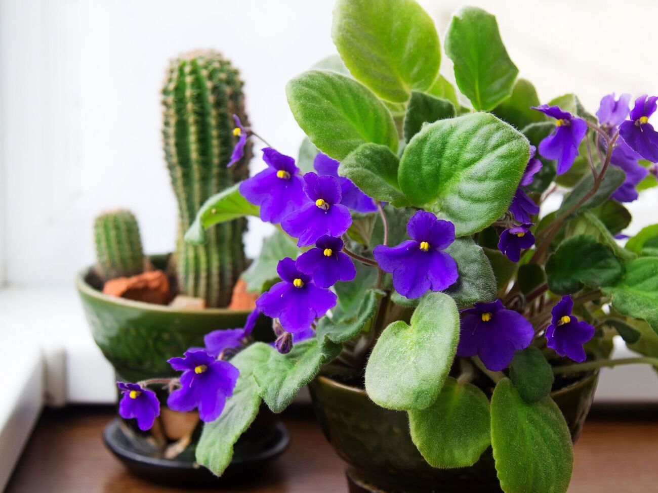 Фиалки лучше цветут под дополнительным освещением
