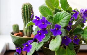 Фіалки краще квітнуть під додатковим освітленням