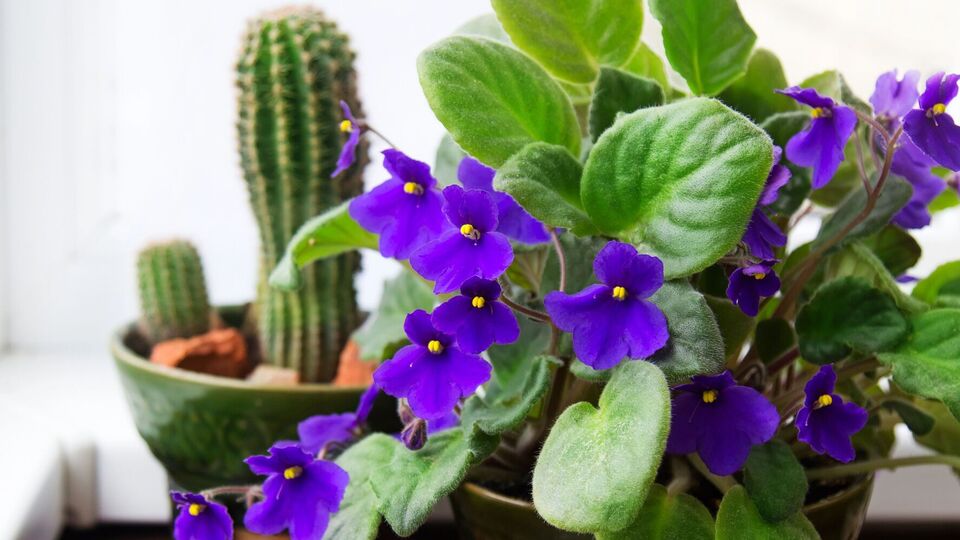 Фиалки лучше цветут под дополнительным освещением