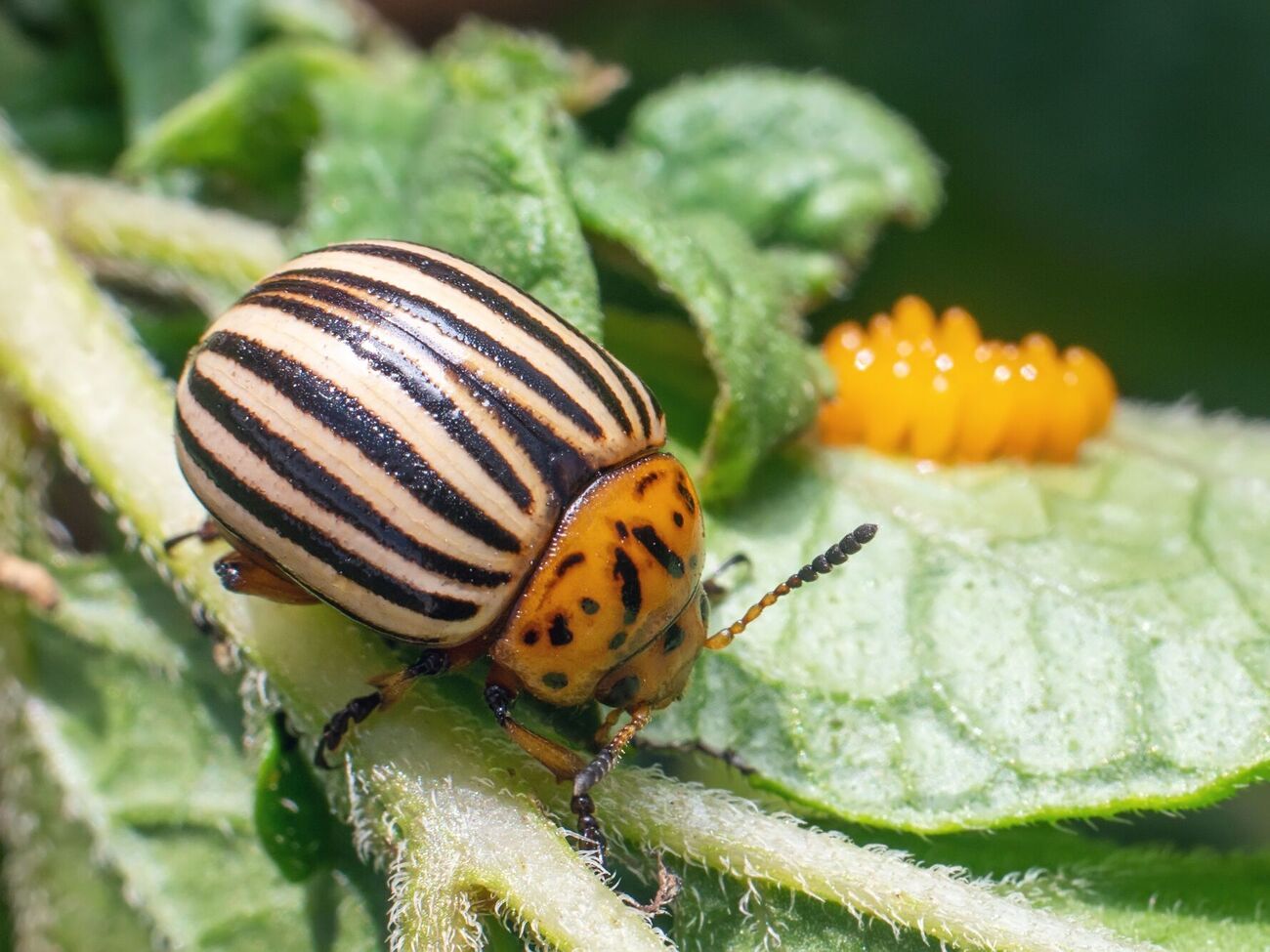 Огородники также рекомендуют обрабатывать картофель раствором, приготовленным из горчичного порошка
