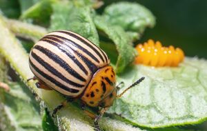 Огородники также рекомендуют обрабатывать картофель раствором, приготовленным из горчичного порошка