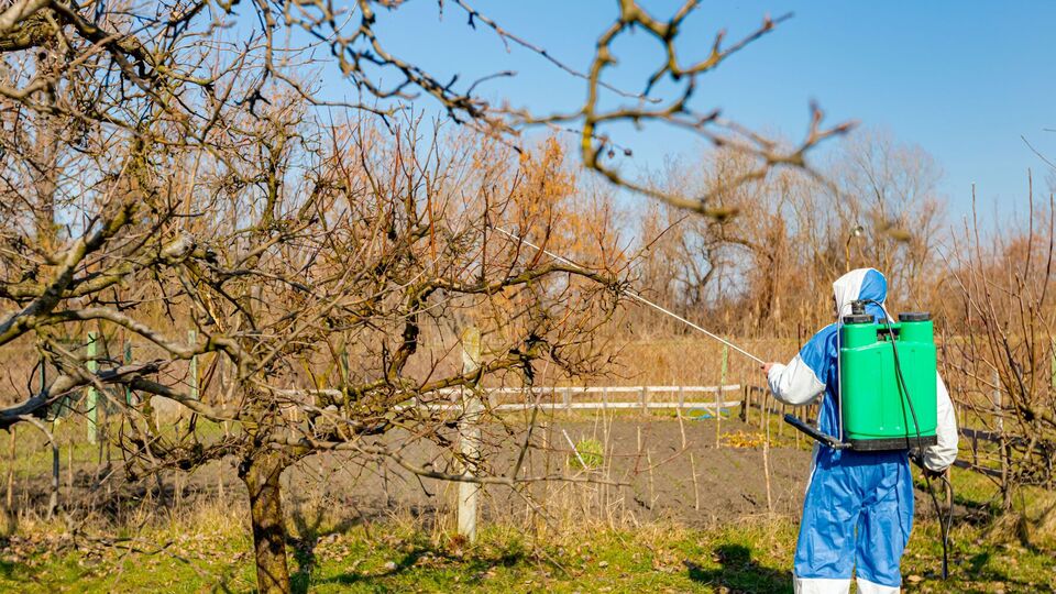 Обробляючи дерево чи кущ, забезпечте повне покриття розчином