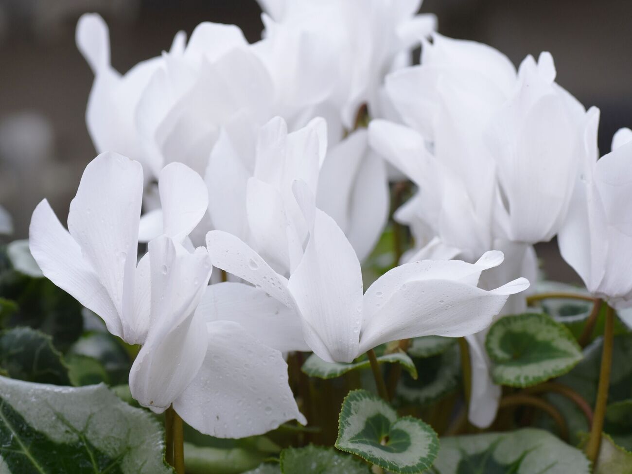 Белый цикламен требует яркого освещения