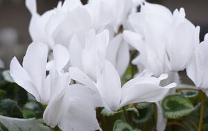 Белый цикламен требует яркого освещения