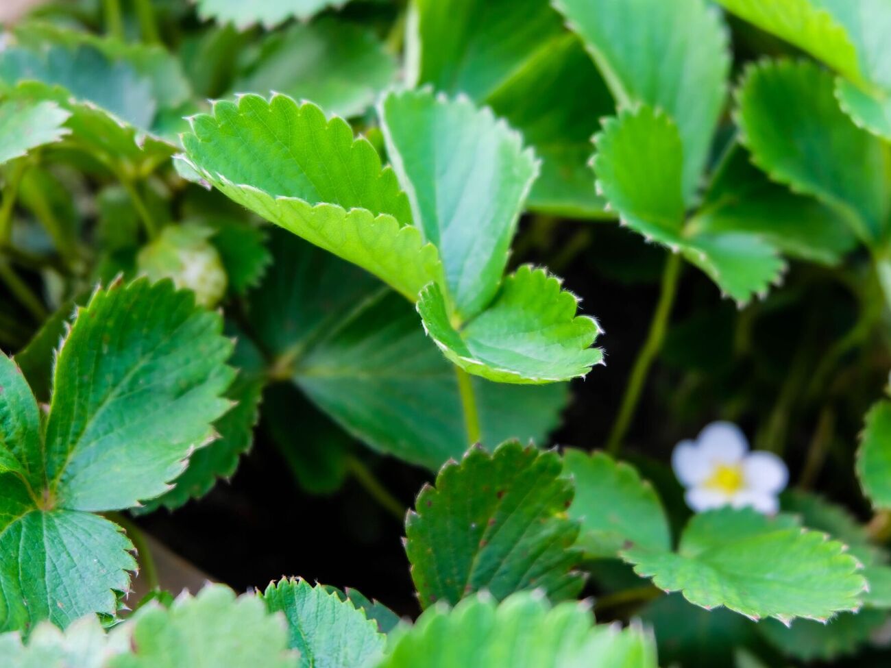 Для того чтобы клубника плодоносила, нужно решить некоторые проблемы