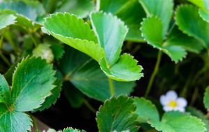 Для того чтобы клубника плодоносила, нужно решить некоторые проблемы