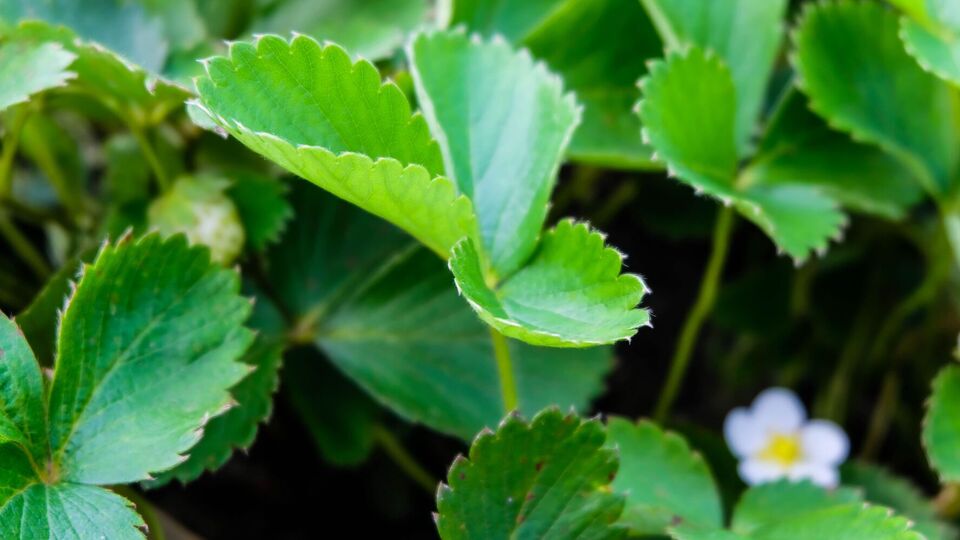 Для того чтобы клубника плодоносила, нужно решить некоторые проблемы