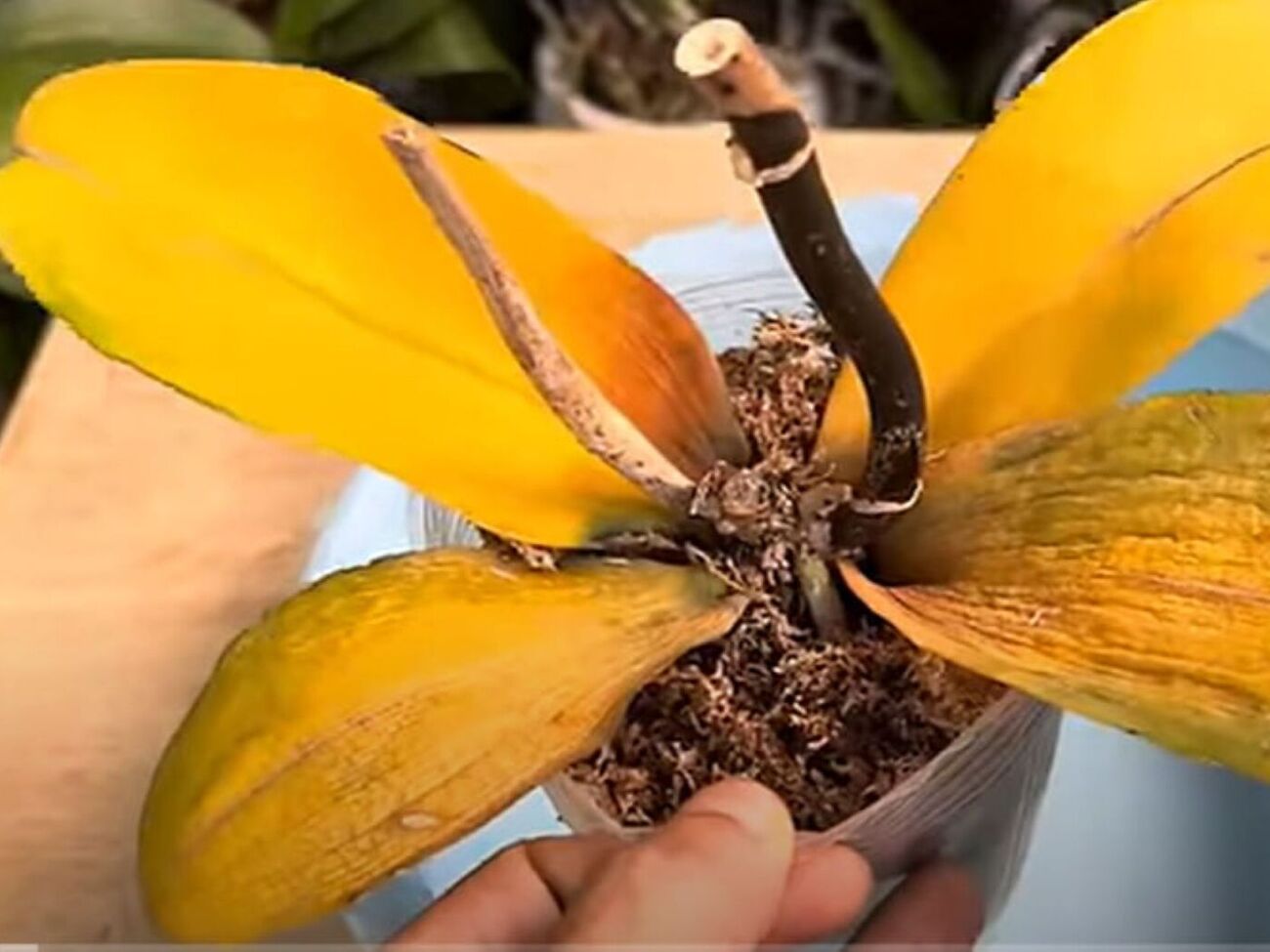 Раз на два тижні обробіть орхідею з розпилювача настоєм із кави