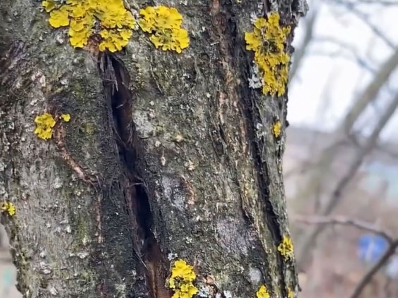 Перед нанесенням замазки почистьте рану від ушкодженої кори до світлих волокон