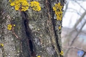 Перед нанесенням замазки почистьте рану від ушкодженої кори до світлих волокон