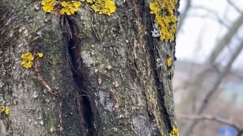 Перед нанесенням замазки почистьте рану від ушкодженої кори до світлих волокон