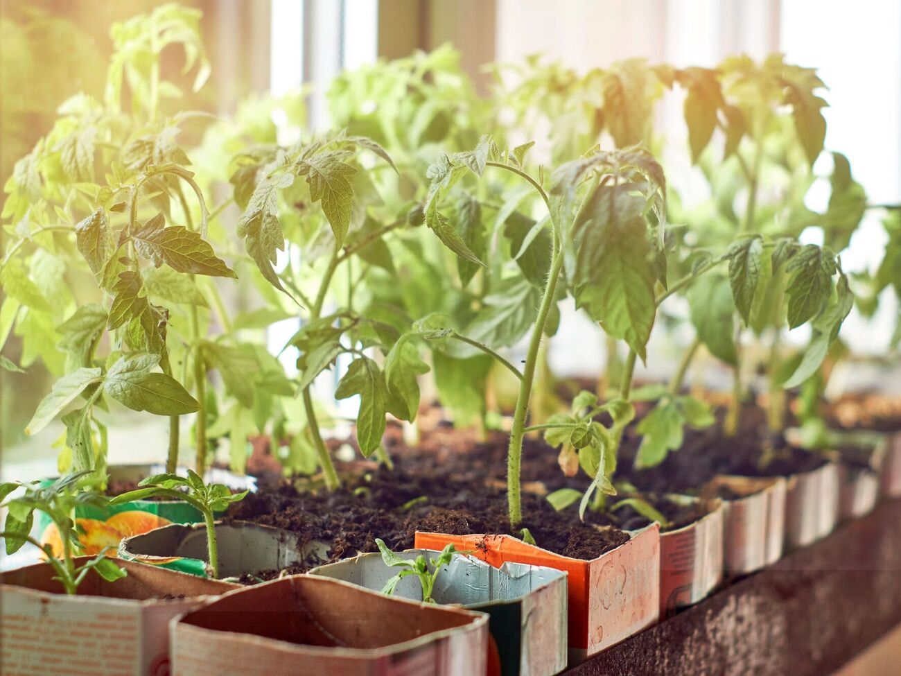 Семена томатов замачивают в воде на 12 часов